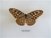 藏品(旖斑蝶)的圖片